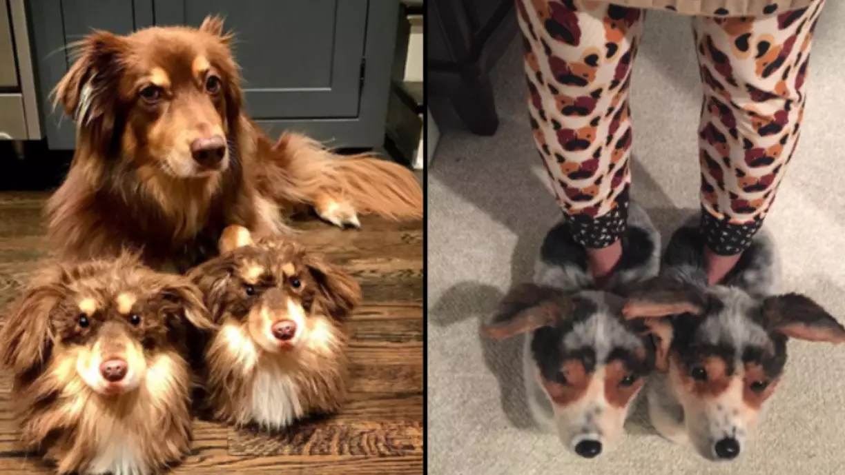 You Can Now Get A Pair Of Slippers That Look Exactly Like Your Dog