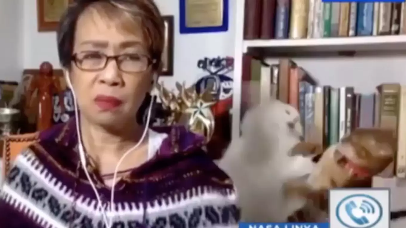 Huge Cat Fight Erupts Behind Woman During Live TV Interview