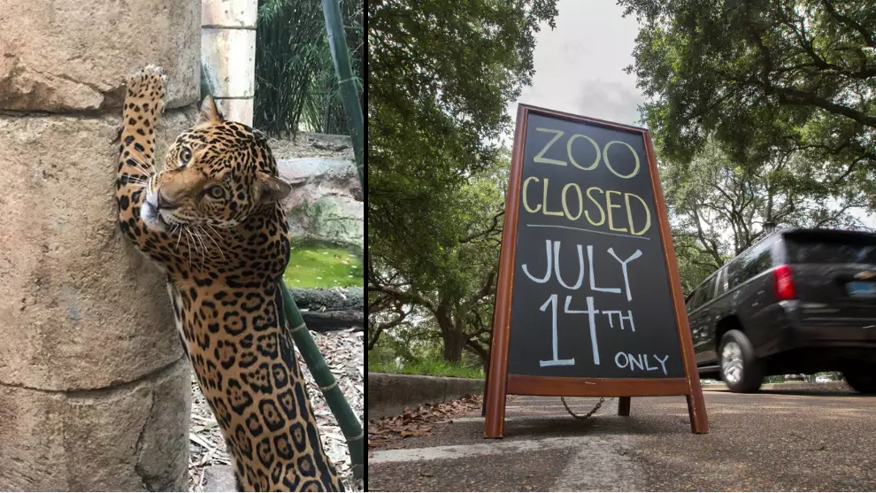Jaguar Escapes Zoo; Kills Four Alpacas, One Emu And A Fox In One-Hour Killing Spree 