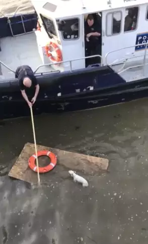 Poor Splash was found floating in the Thames. (