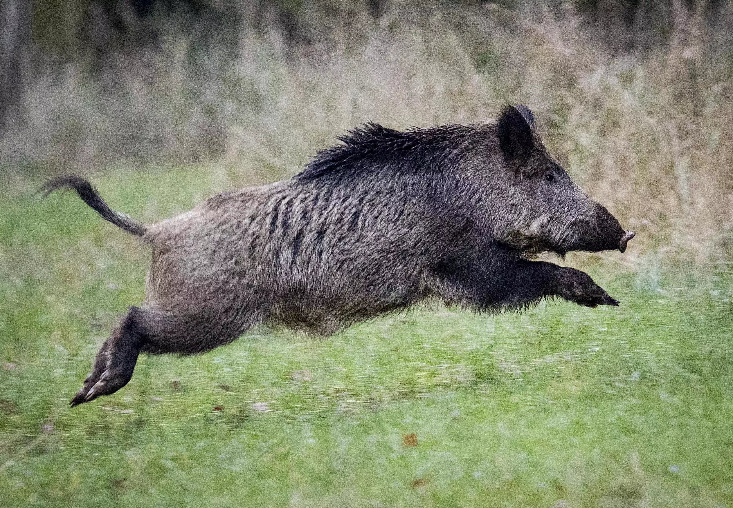 Wild boar uncovered around two kilos of the class A drug.