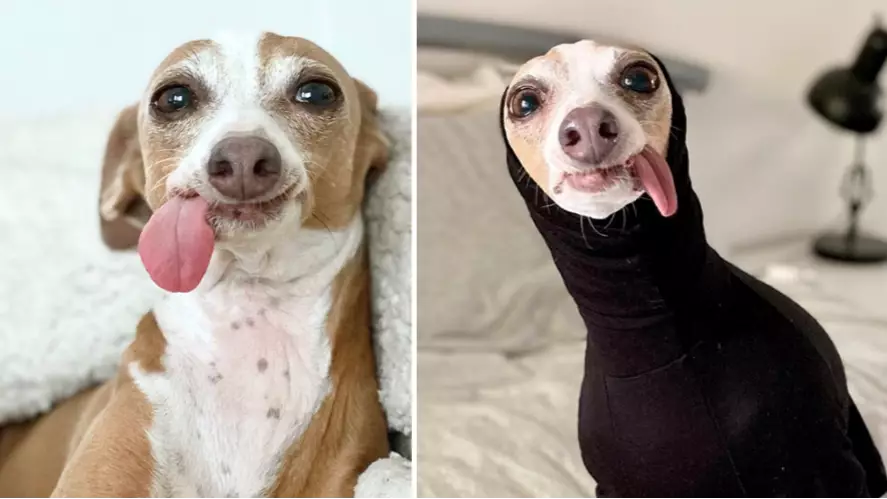 Adorable Greyhound Can't Stop Sticking Her Tongue Out