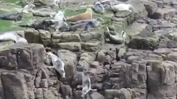 Shocking Footage Shows Seals Throwing Themselves Off Cliffs To Avoid Tourists
