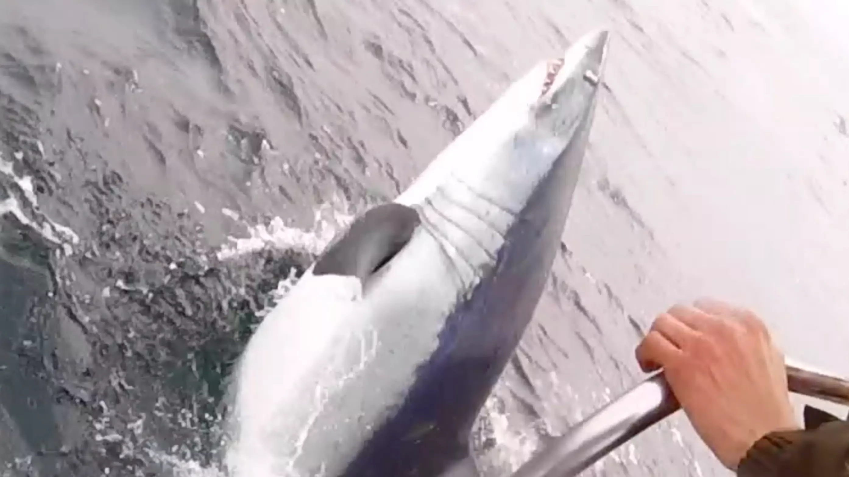 Fisherman Believes He Hooked 'Biggest Shark Ever Rod-Caught In British Waters'