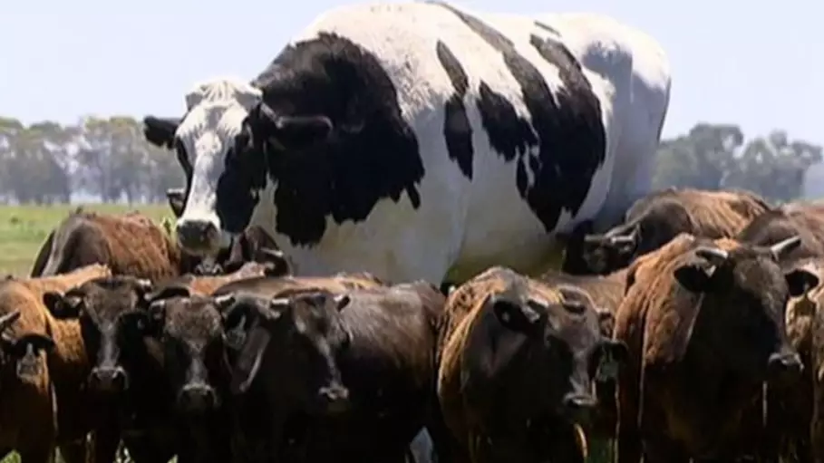 Farmer Reveals Massive Appetite Of Gentle Giant 'Knickers' The Cow