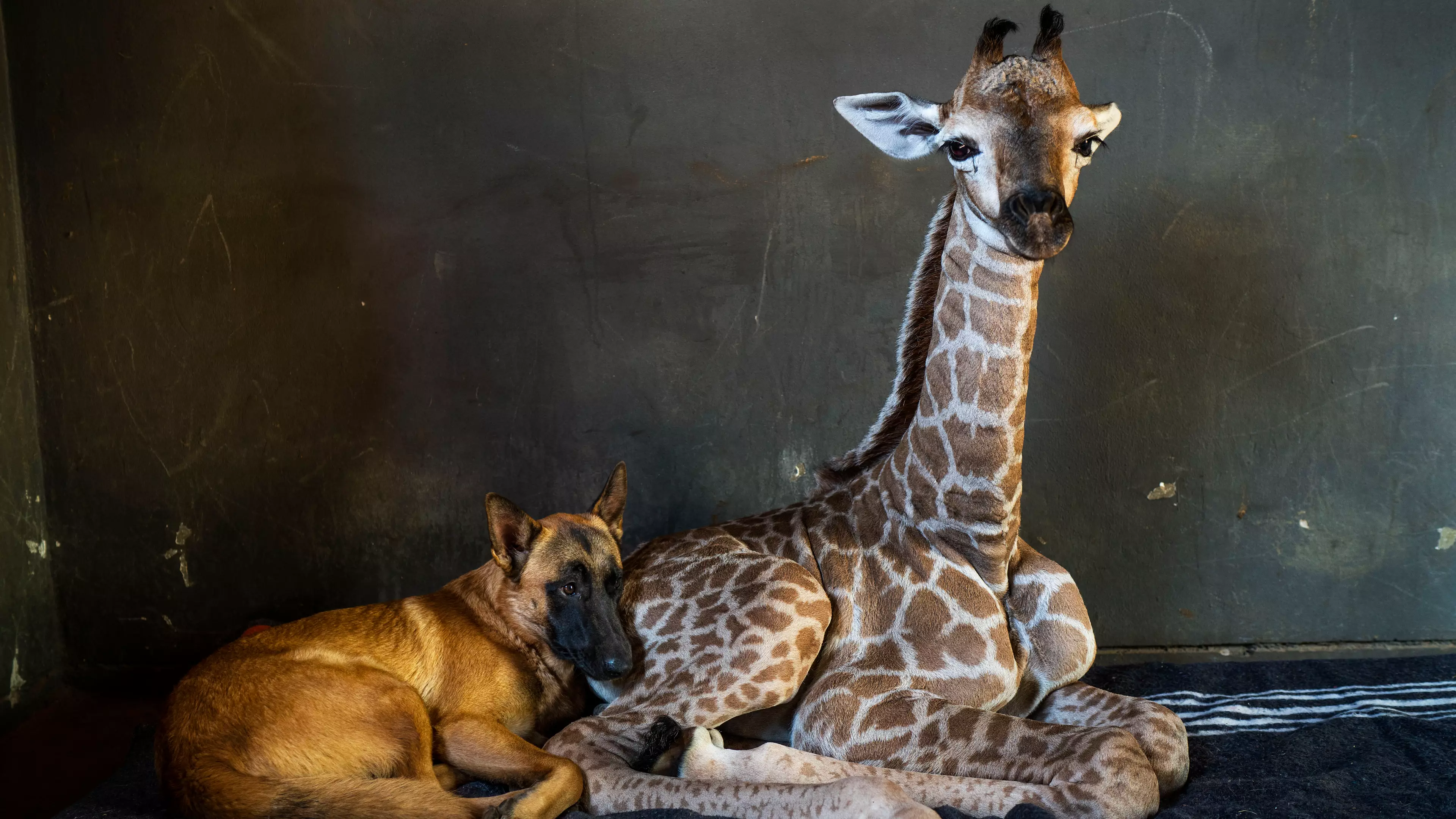 Jazz The Orphaned Baby Giraffe Who Made Best Friends With A Dog Has Died