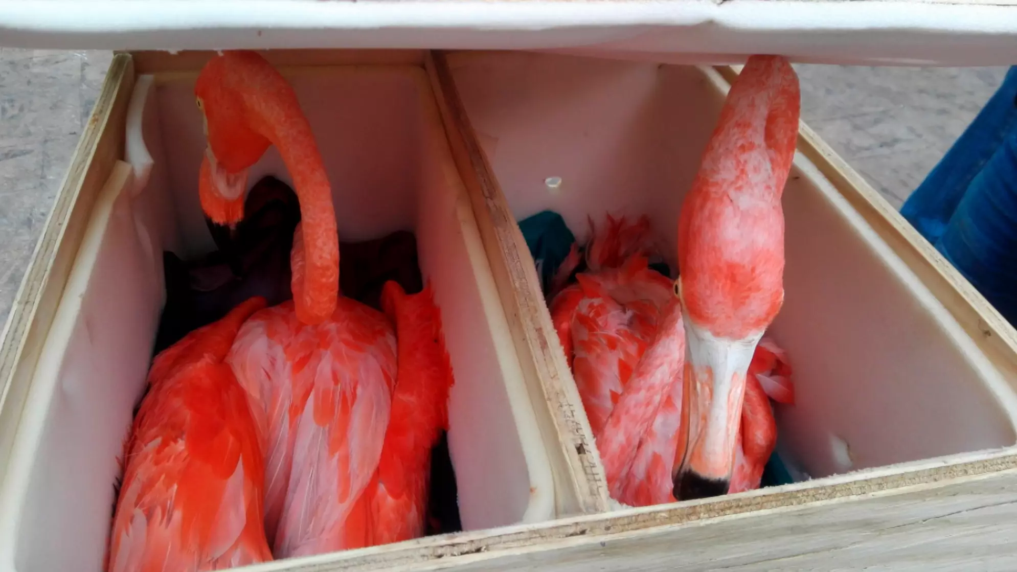 One Dead And Five Seriously Unwell Flamingos Discovered In Boxes At Airport 