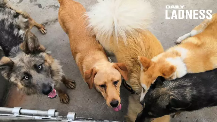 ​Meet The People Saving Animals From China’s Dog Meat Industry