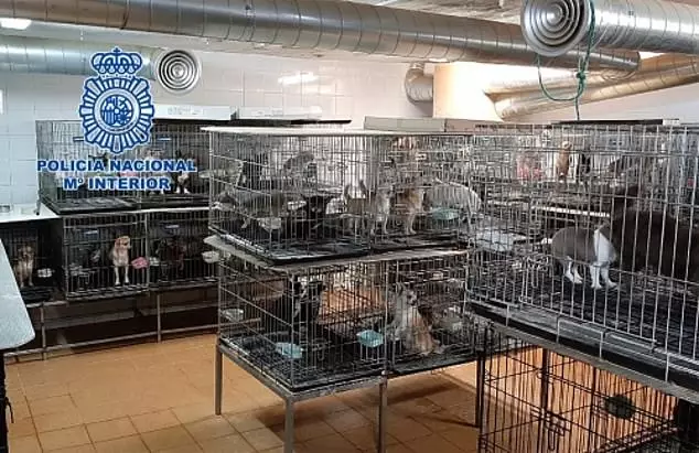 The pups were found trapped in cages (