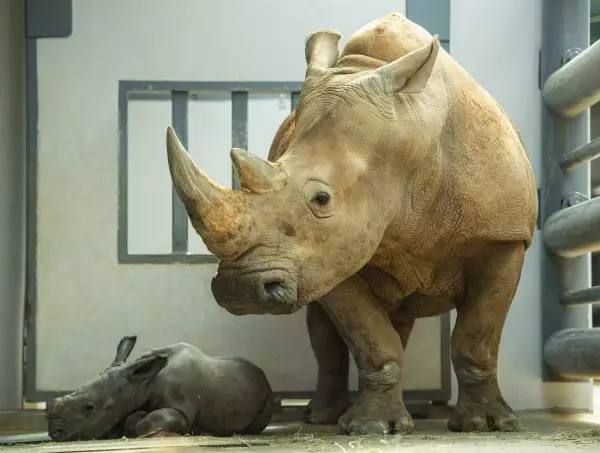 Kendi, a female white rhino who was born at the park over 20 years ago, gave birth to a male last month (