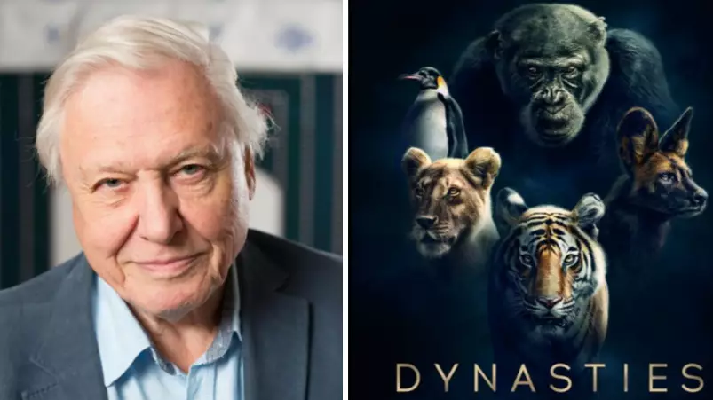 Sir David Attenborough's New Documentary Dynasties To Air In Autumn