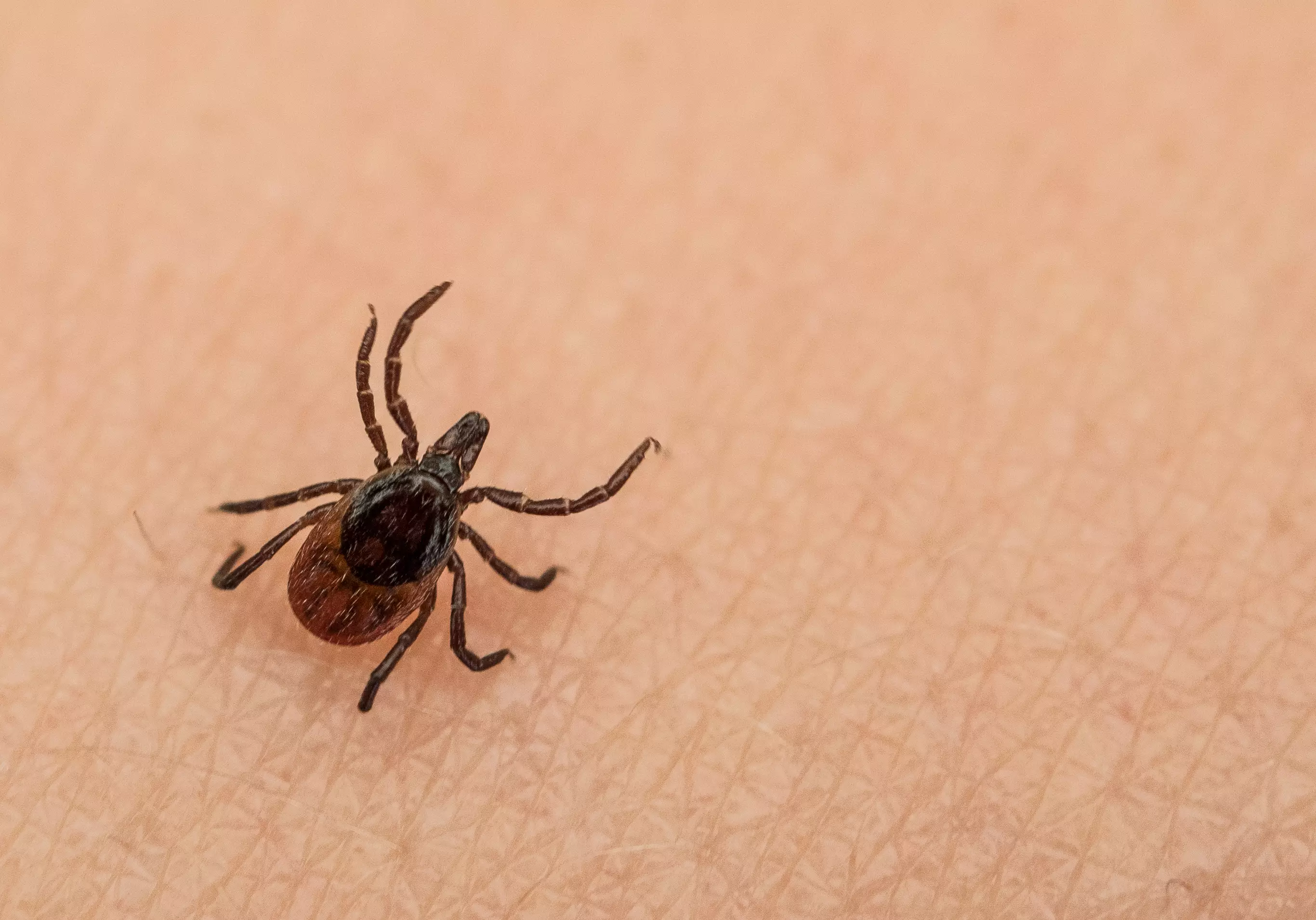 Tick-borne encephalitis virus has been found in the UK for the first time.