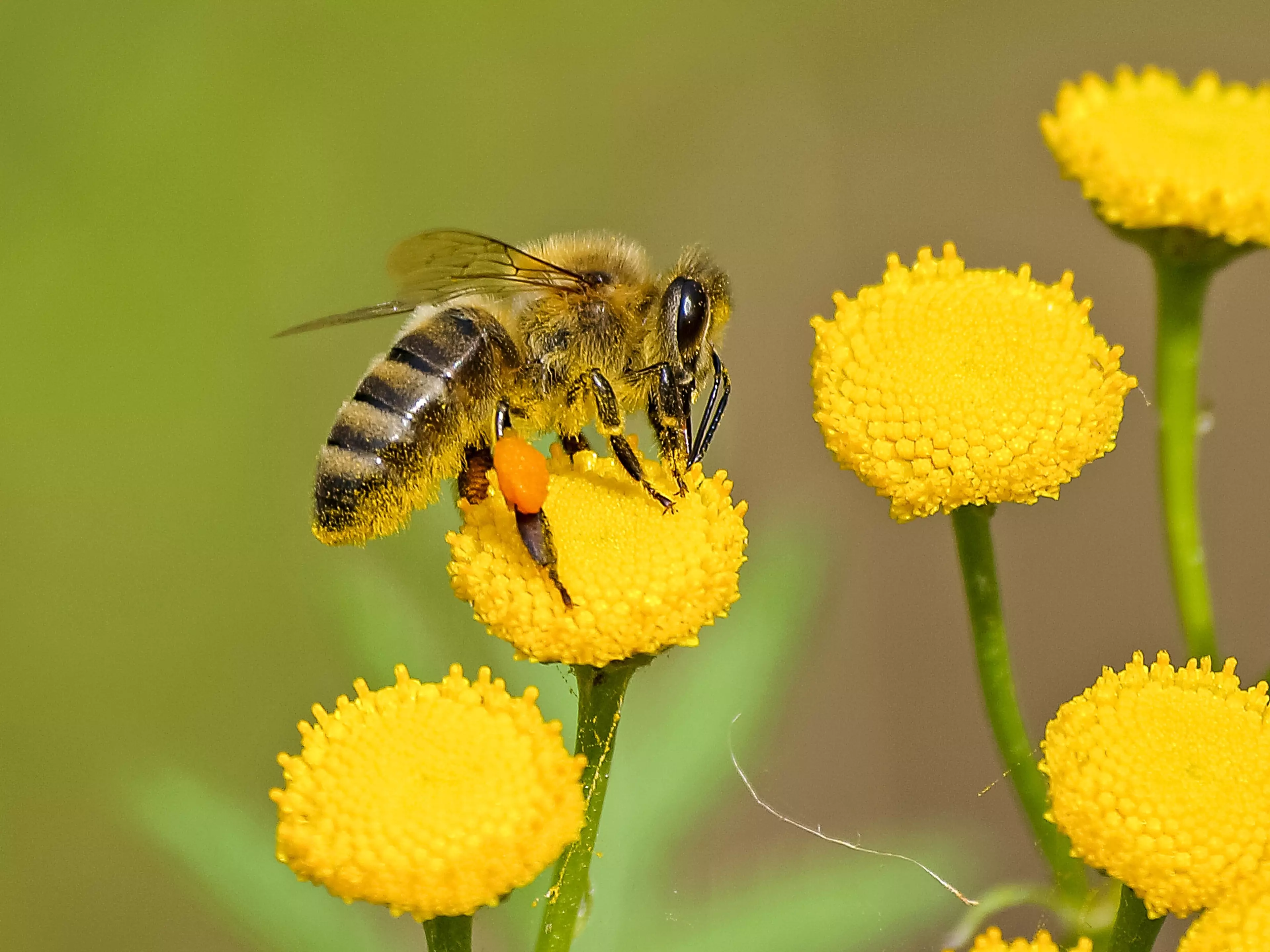 70 per cent of the world's agriculture depends exclusively on bees (