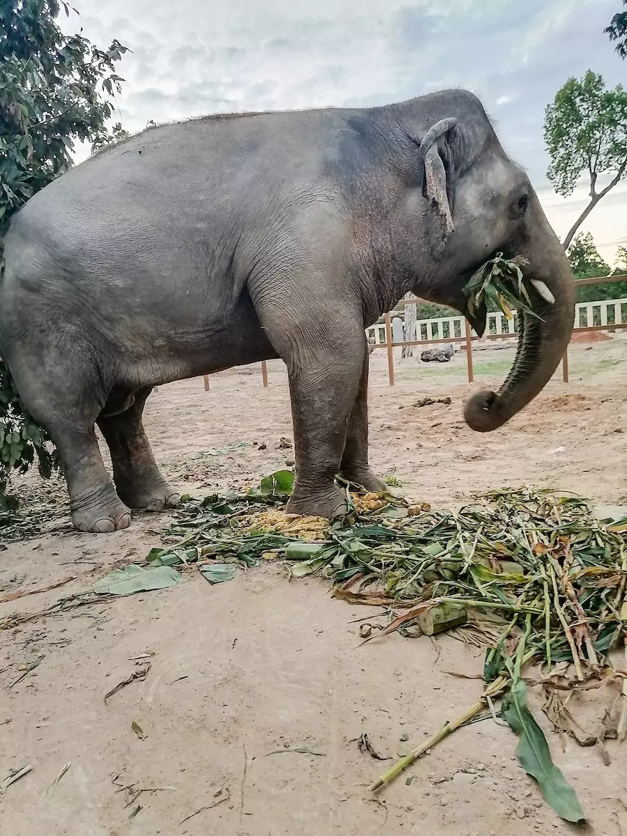 Kaavan at his new home in Cambodia.
