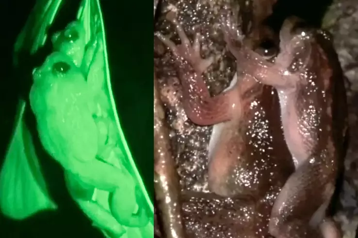 Scientists Discover New Sex Position 'Froggy Style' By Studying The Amphibians