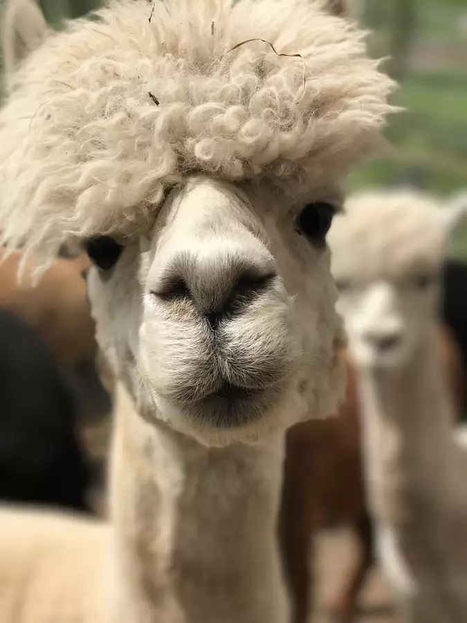 There’s An Alpaca Airbnb In The Slieve Bloom Mountains