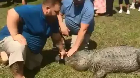 ​Man Uses Alligator To Reveal Gender Of Unborn Child