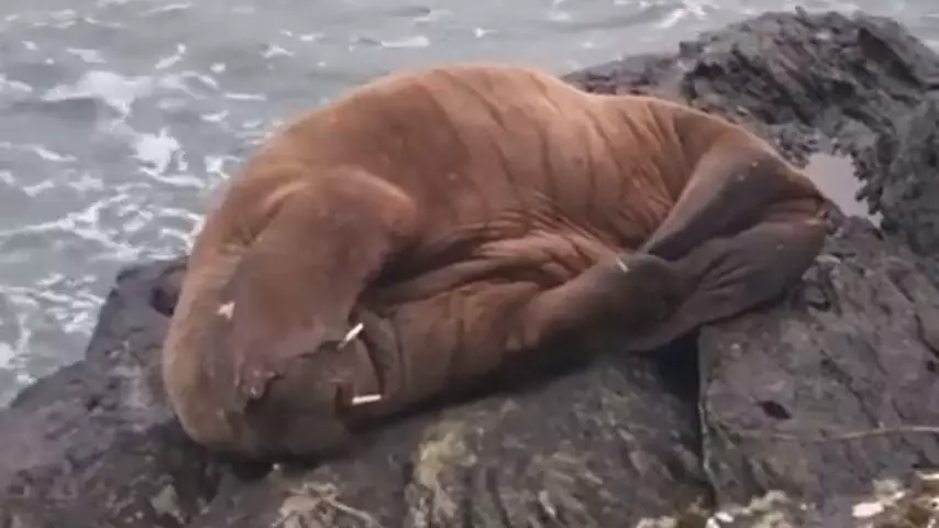 First Confirmed Sighting Of A Walrus In Ireland For More Than 15 Years