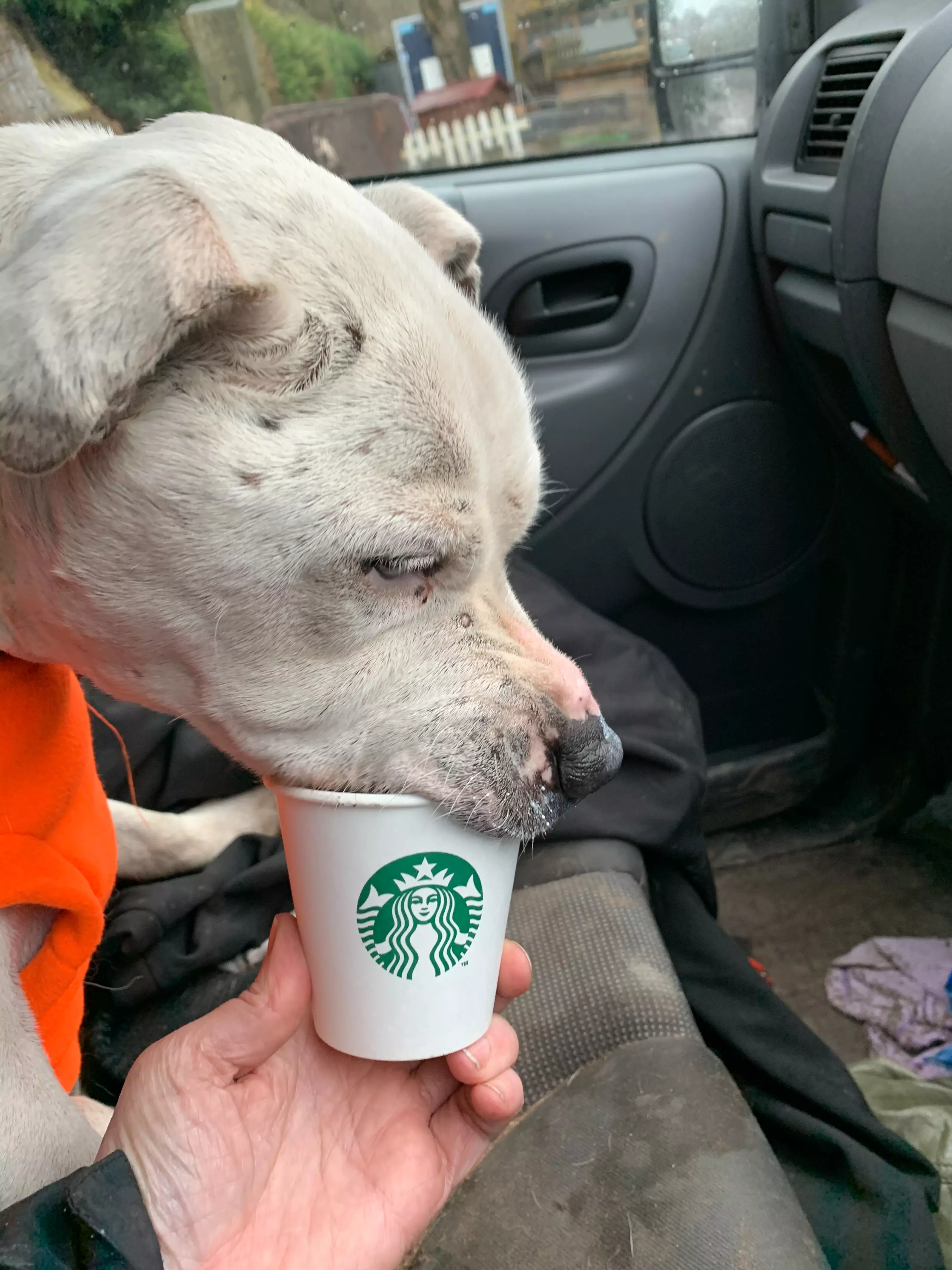 Enjoying 3 puppacinos a week from Starbucks was on his bucket list (