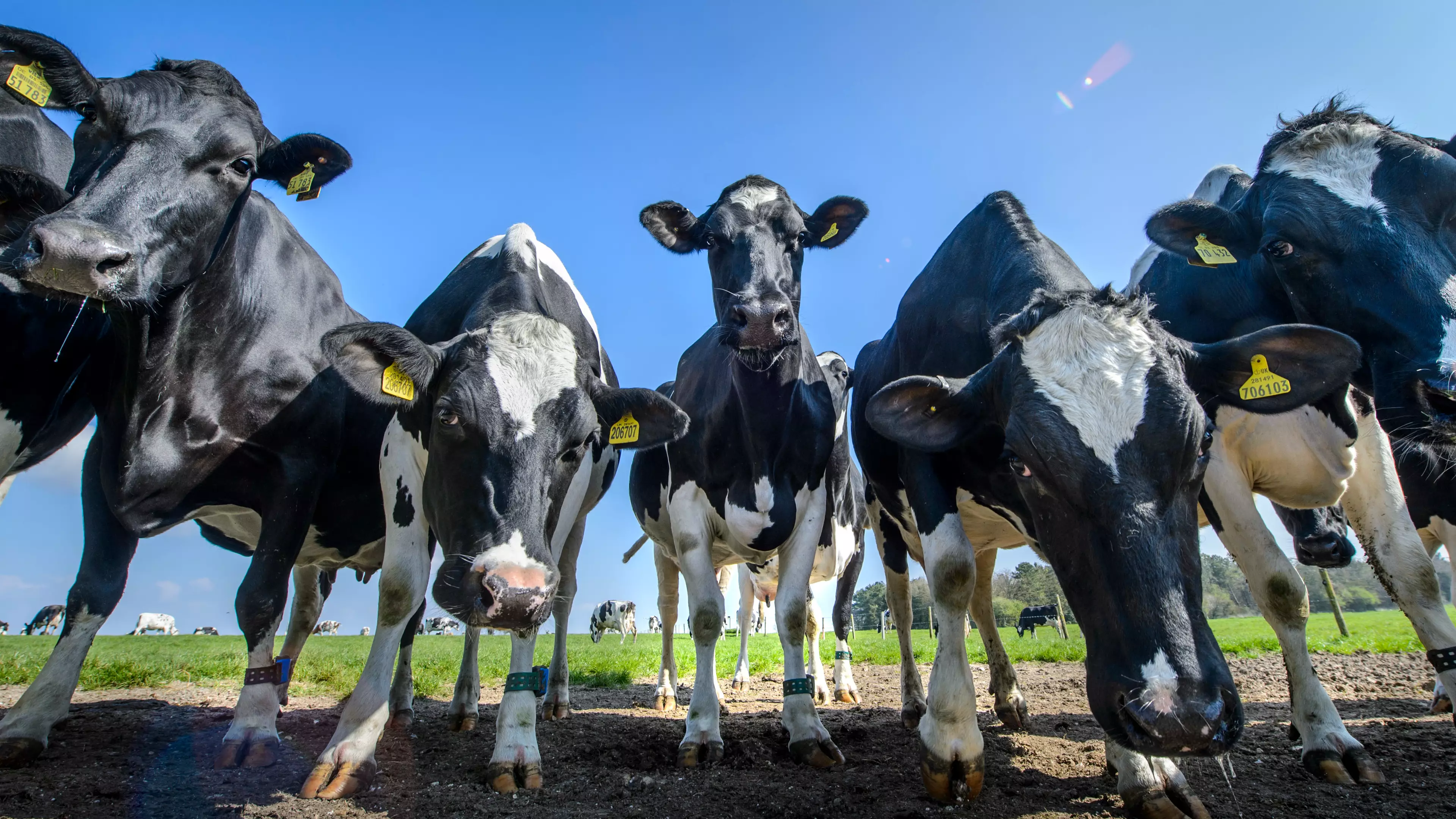 Cows 'Talk' To Each Other Using Their Moos, According To New Study