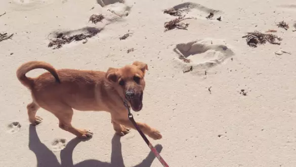 There's A Beautiful Island Filled With Dogs And I Need To Go 