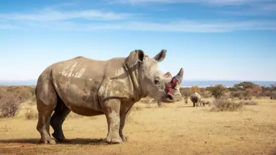 Rhino Horns Are Being 'Poisoned' To Keep Them Safe From Poaching