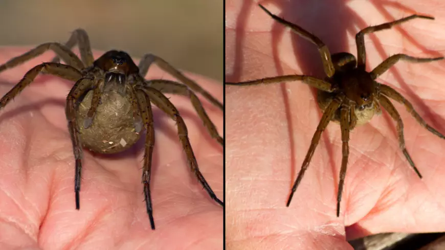 Spiders The Size Of Your Palm On The Rise In England