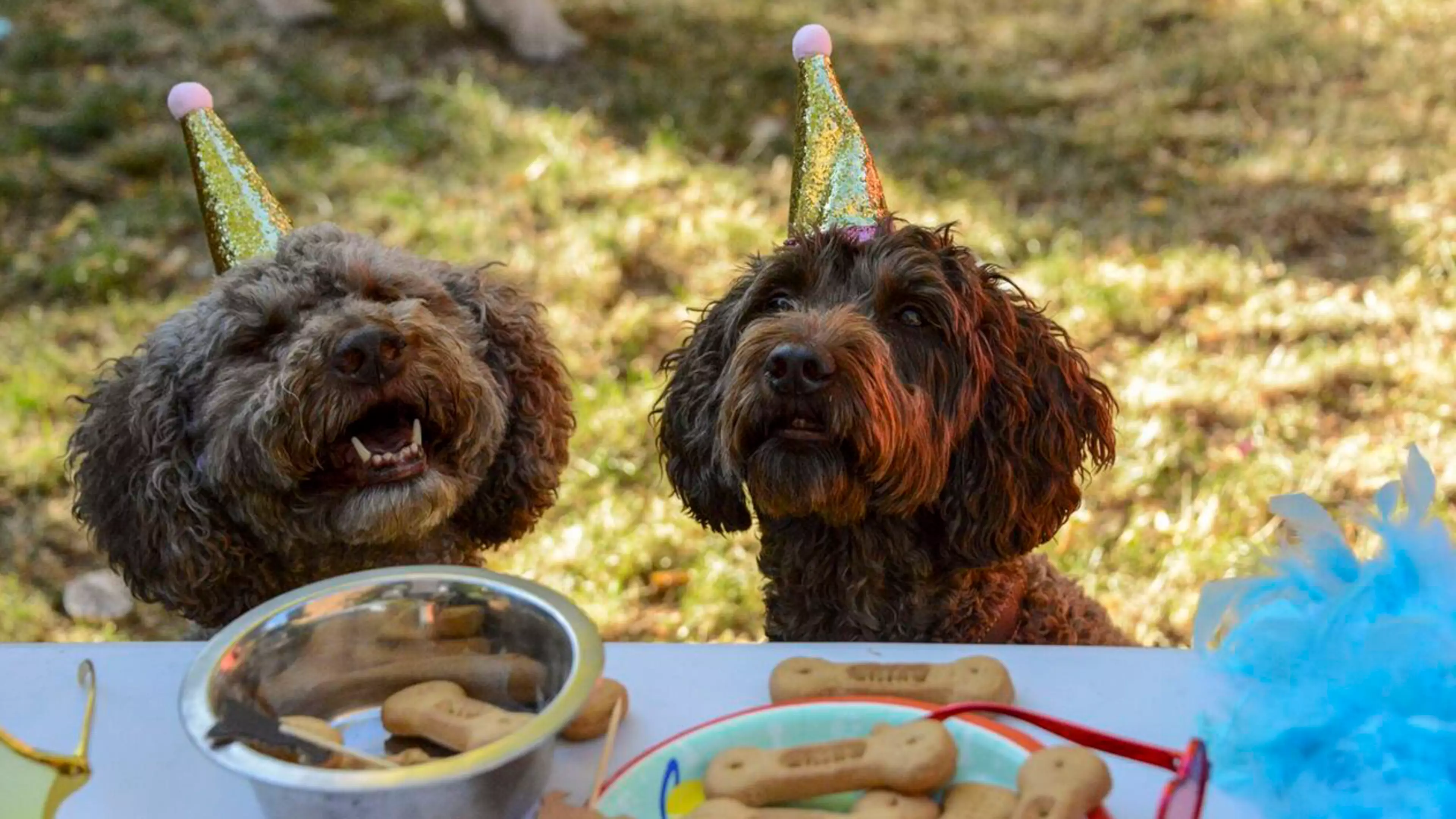 This Woman Is A Full-Time Party Planner For Dogs And It's The Dream