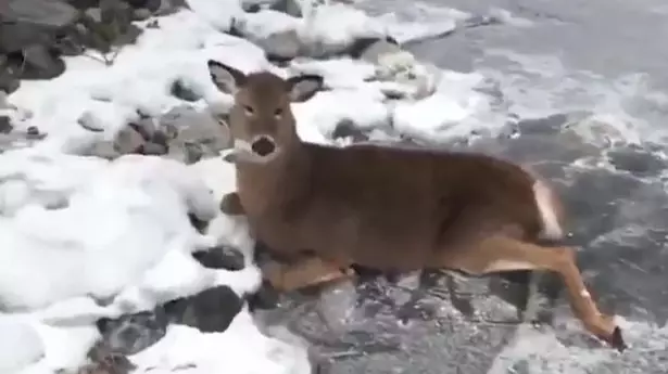 Ice Skater Risks His Own Life To Save Family Of Deer