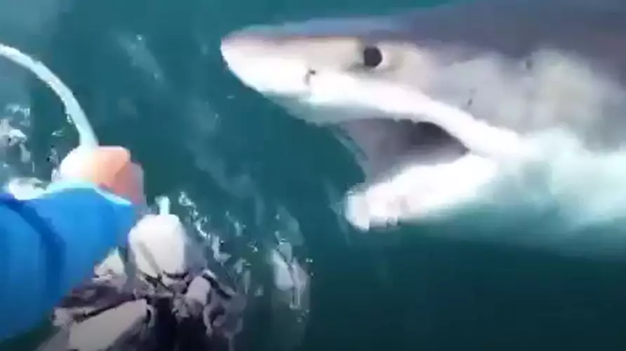 Fishermen Spot Huge Great White Off The Coast Of Maryland 