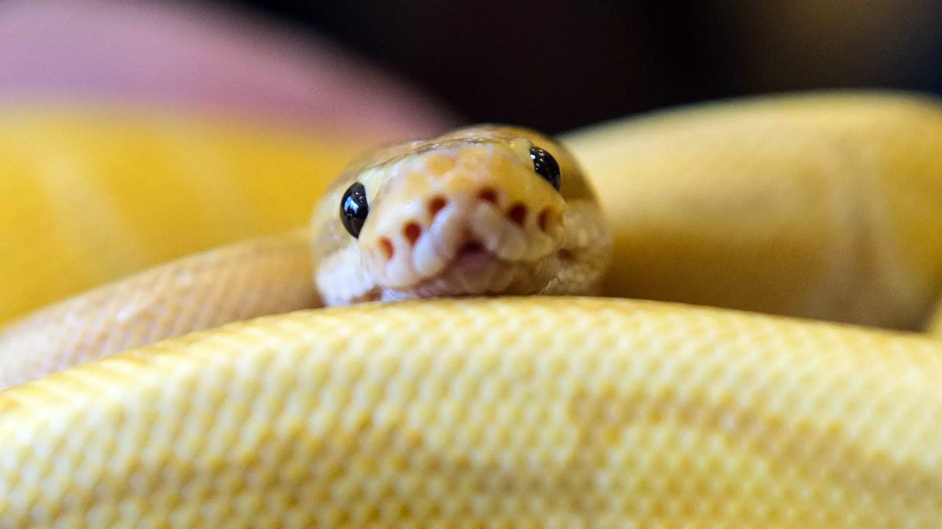 Woman Wakes Up To Find A Royal Python In Her Bed