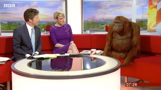 ​BBC Breakfast Hosts Unusual Guest, A Robot Orangutan
