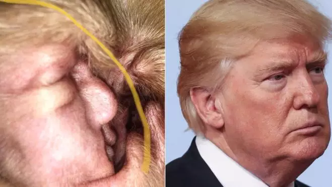 Donald Trump Found Inside Beagle's Ear