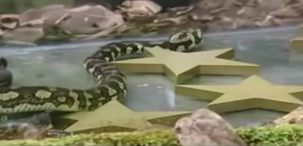Nigel Benn's snake surprise looked super easy. (