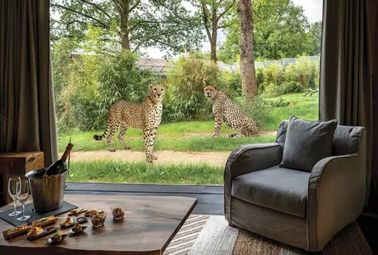 Maybe the cheetah lodge is more your thing (Concept image.