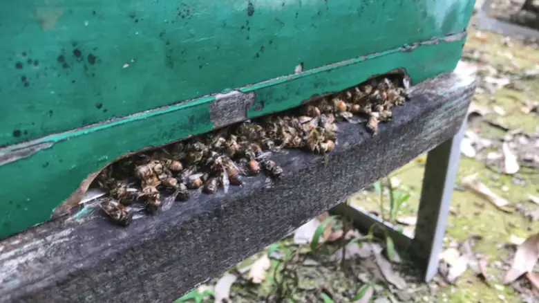 Hundreds Of Thousands Of Bees Have Died In NSW After Someone Doused Beehives In Fuel