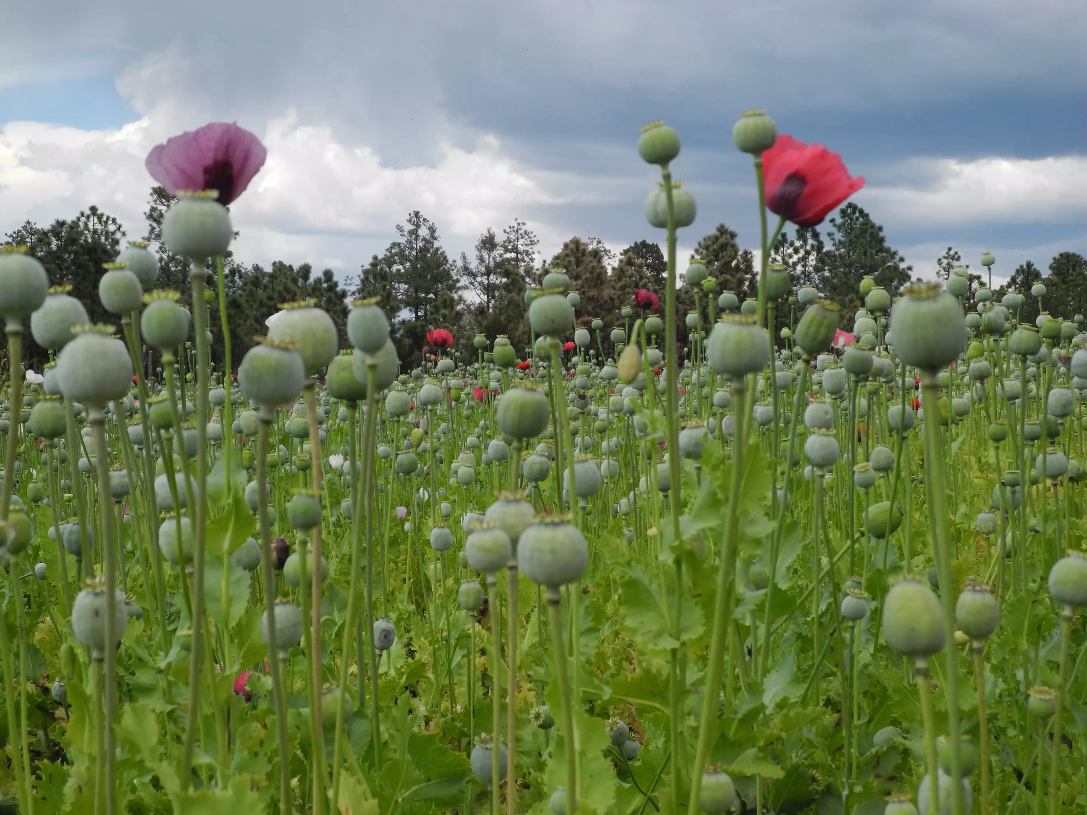 Opium farms are an expensive business with cultivators requiring a licence.