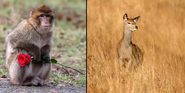 This Thirsty AF Monkey Trying To Have Sex With Deers Is Bizarre
