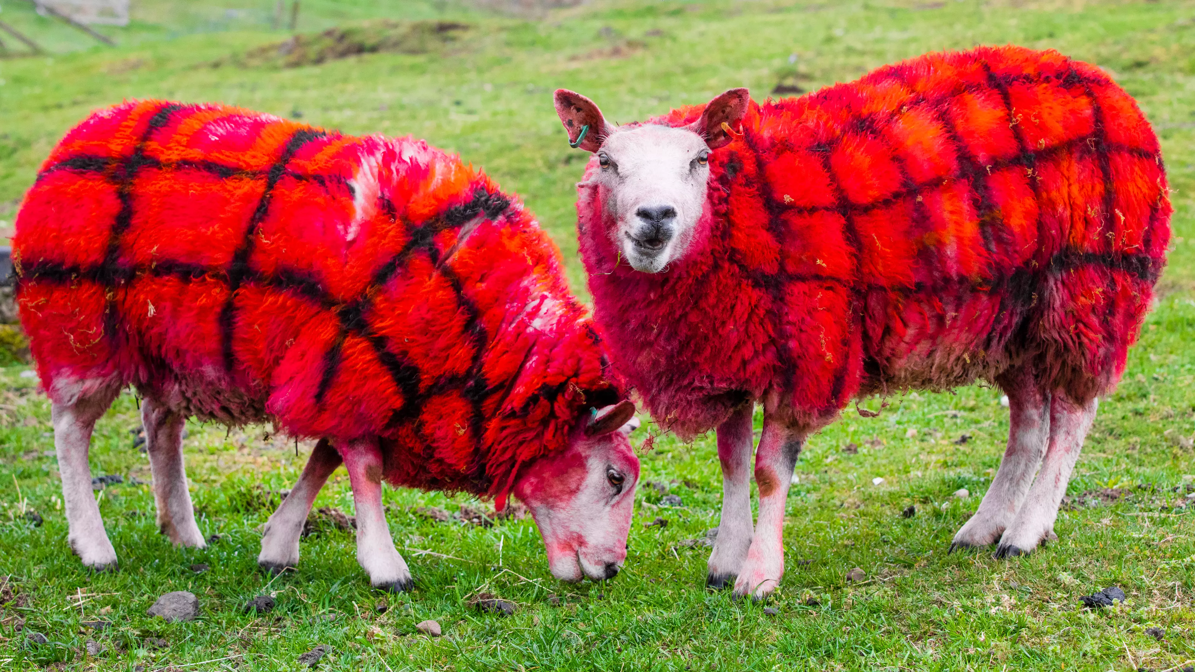Scottish Farmer Winds Up American Tourists By Painting Her Sheep Tartan