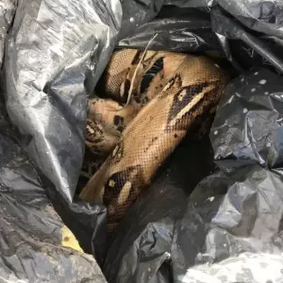 Two boa constrictors were found dead in a bin bag in a park in Coventry.