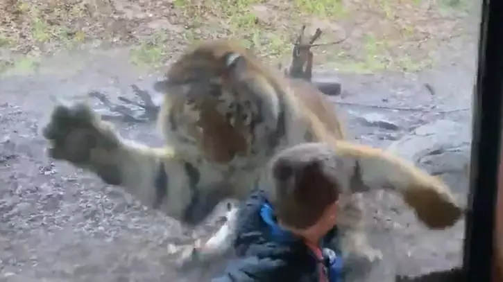 Dad Films Tiger Attempting To Attack His Son At Dublin Zoo