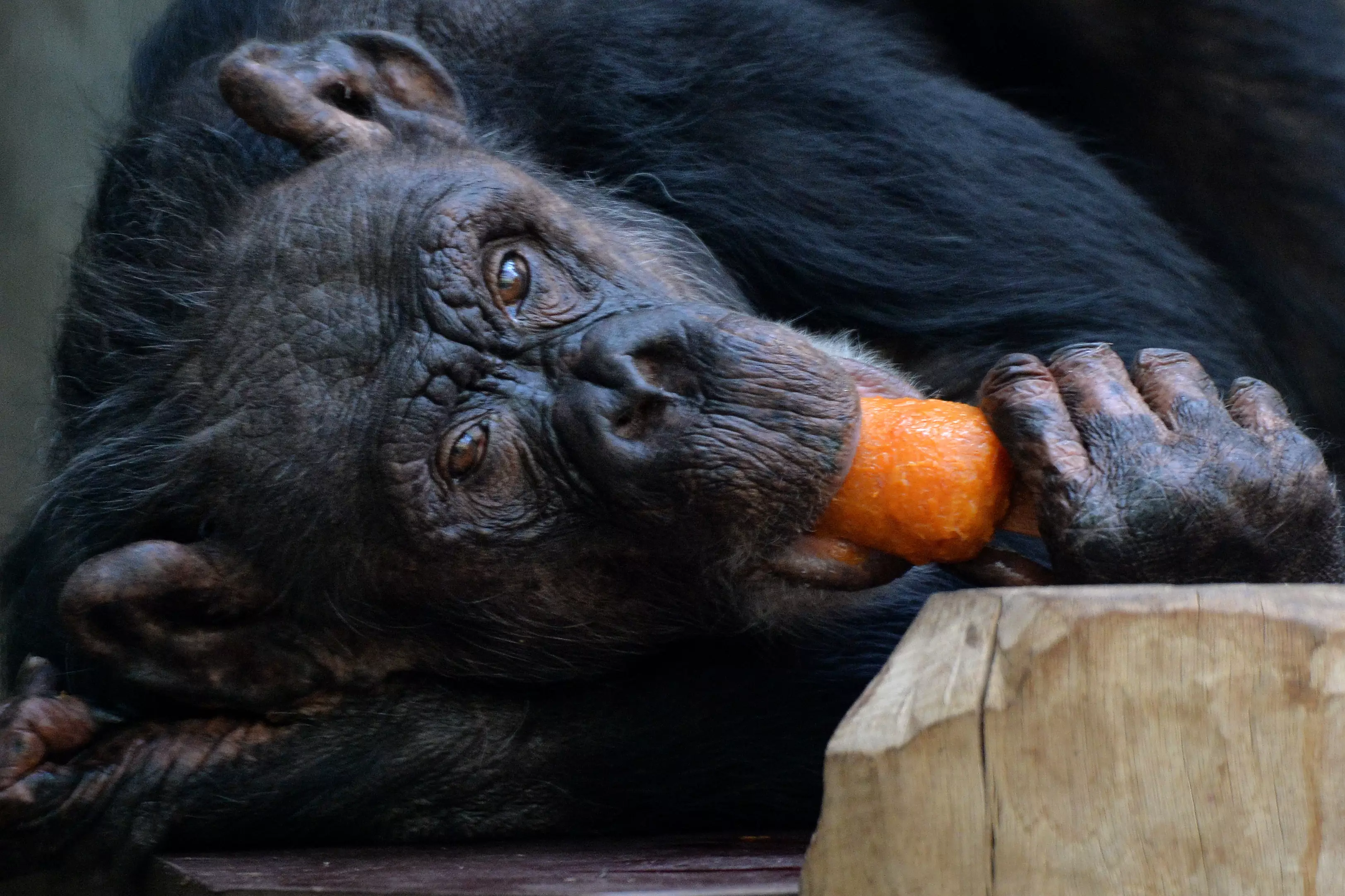A chimp, though not the one that hurt Ollie.