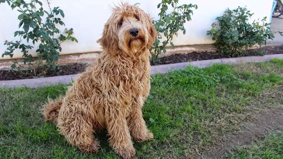 Labradoodle Creator Says The Breed Is His Life's Regret
