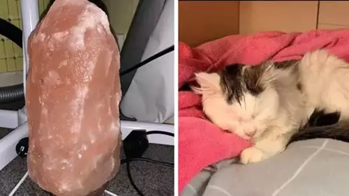 Vets Issue Urgent Warning To Owners After Himalayan Salt Lamp 'Almost Kills' Cat