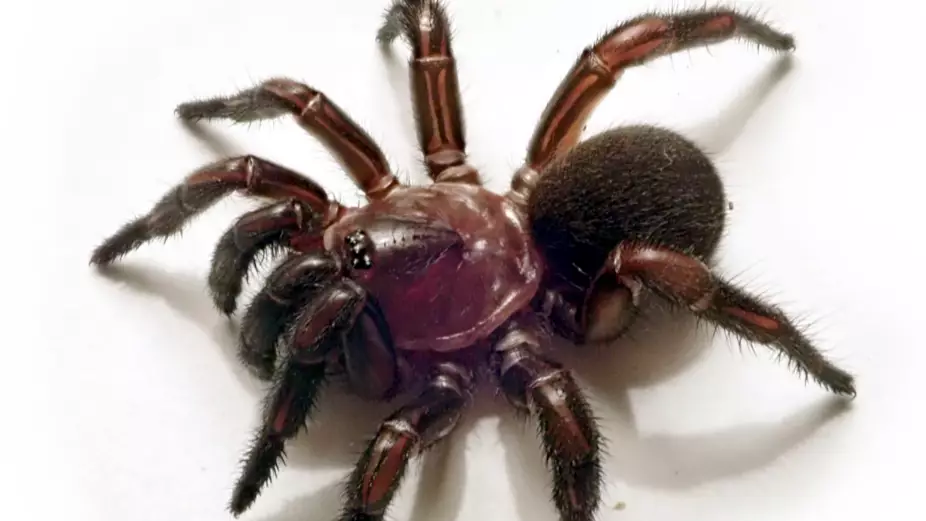 New Group Of Trapdoor Spiders Discovered In Australia Who Are Experts In Camouflage