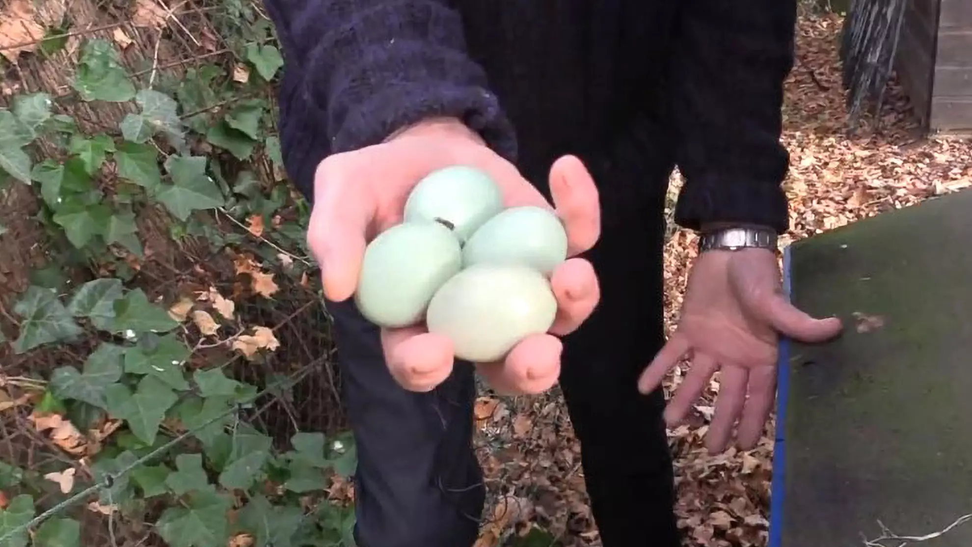 Unusual Breed Of Chickens Lay Green Eggs And Have Blue Meat 
