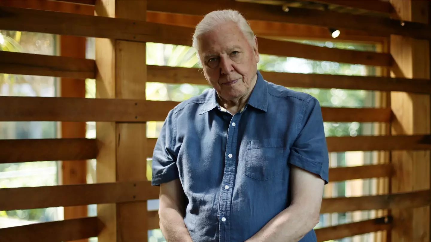 Sir David Attenborough ‘Sees No Reason’ Why He Can’t Live Past 100 Years Old