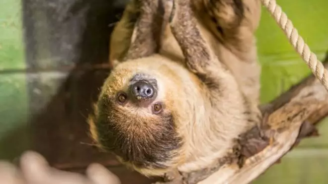 It's a hard life for sloths, but not now they are at Folly Farm.