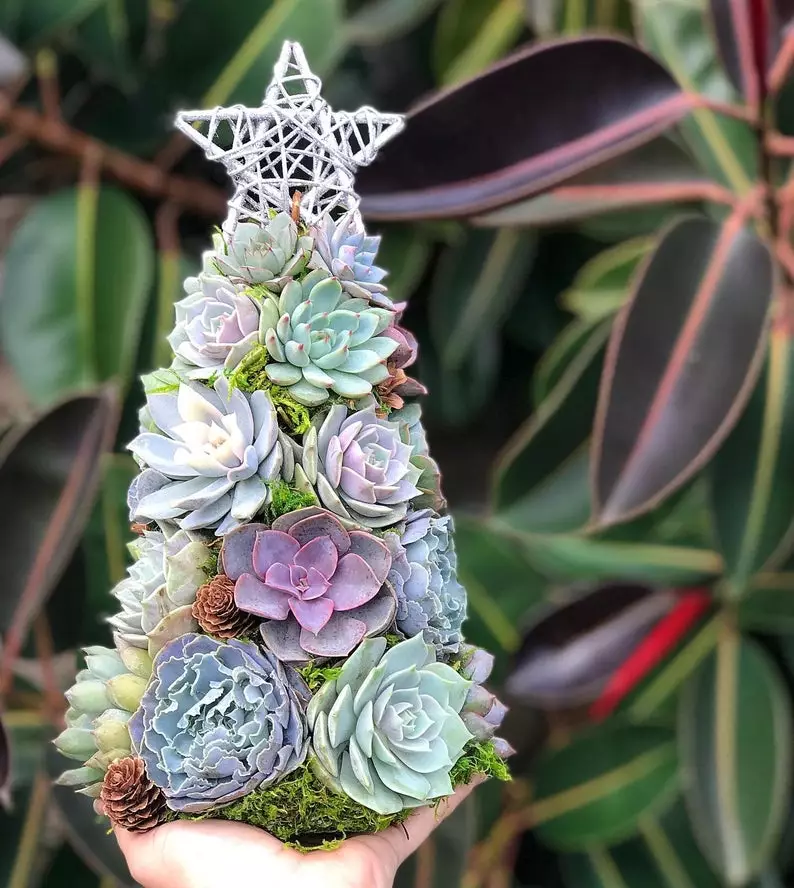 How gorgeous are TerracottaCorner's succulent trees? (