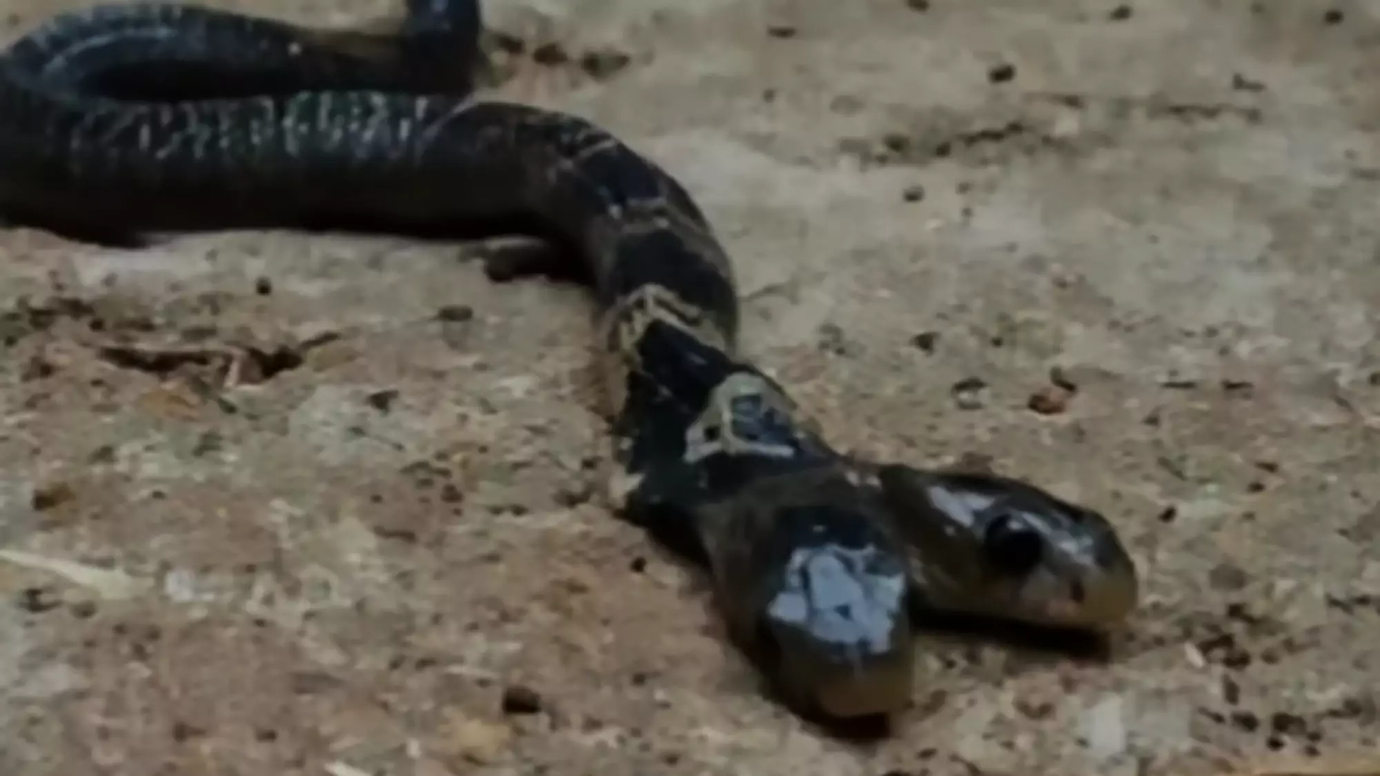 Deadly Mutant Two-Headed Venomous Cobra Found In India